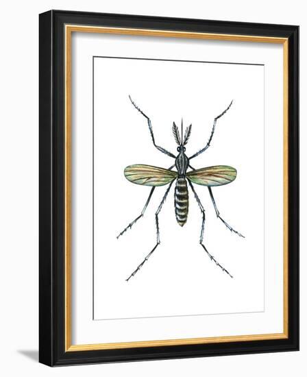 Aedes Mosquito (Aedes Aegypti), Yellow Fever Mosquito, Insects-Encyclopaedia Britannica-Framed Art Print