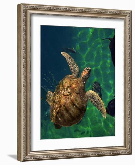 Aegean Sea Turtles III-Vision Studio-Framed Art Print