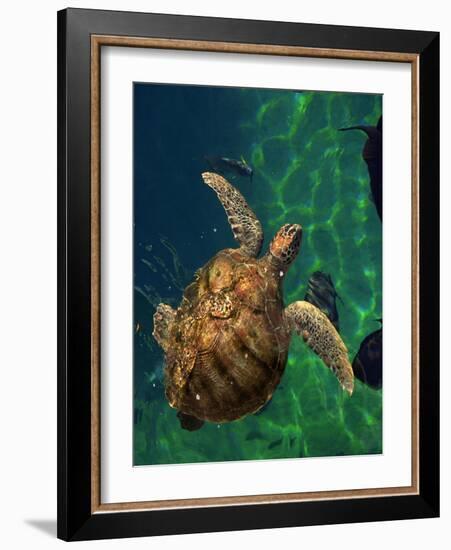 Aegean Sea Turtles III-Vision Studio-Framed Art Print