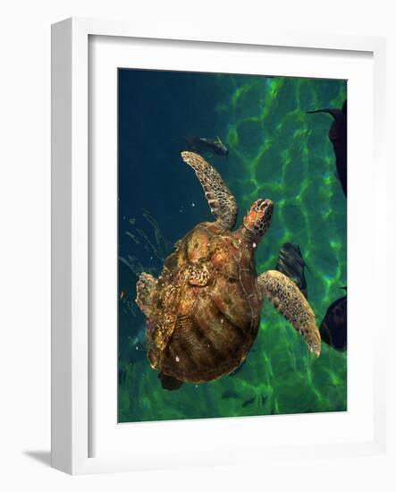 Aegean Sea Turtles III-Vision Studio-Framed Art Print