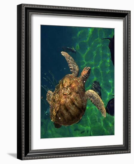 Aegean Sea Turtles III-Vision Studio-Framed Art Print