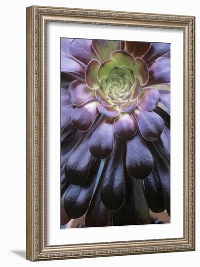Aeonium Arboreum-Maxine Adcock-Framed Photographic Print