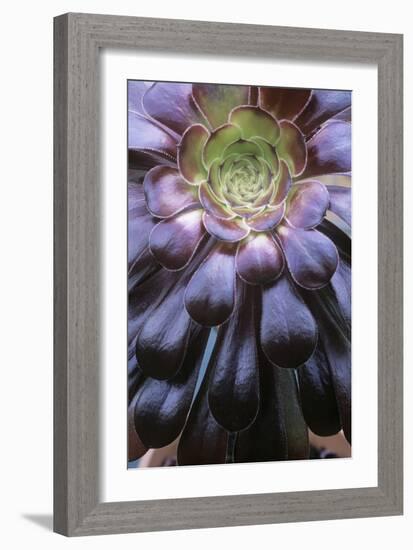 Aeonium Arboreum-Maxine Adcock-Framed Photographic Print