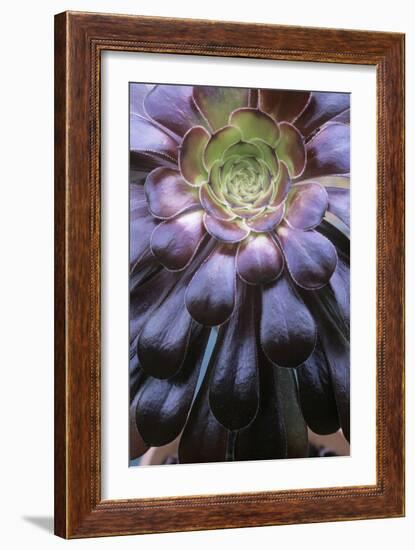 Aeonium Arboreum-Maxine Adcock-Framed Photographic Print