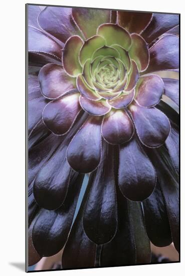 Aeonium Arboreum-Maxine Adcock-Mounted Photographic Print