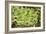 Aeonium Gomerense-Adrian Thomas-Framed Photographic Print