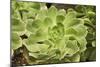 Aeonium Gomerense-Adrian Thomas-Mounted Photographic Print