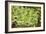 Aeonium Gomerense-Adrian Thomas-Framed Photographic Print