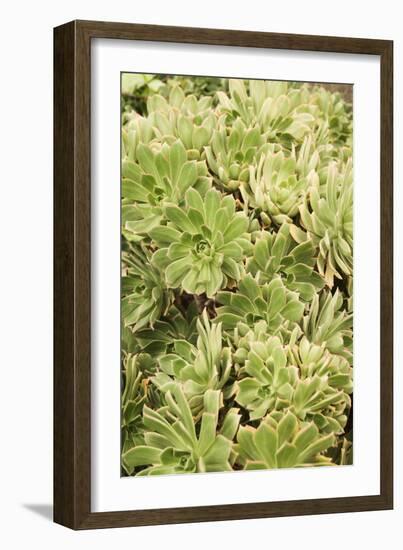 Aeonium Percarneum-Adrian Thomas-Framed Photographic Print