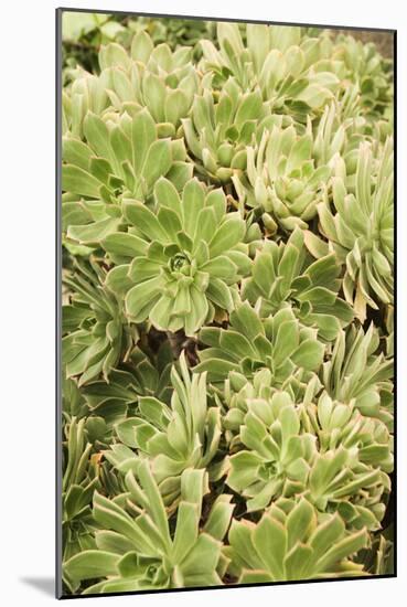 Aeonium Percarneum-Adrian Thomas-Mounted Photographic Print