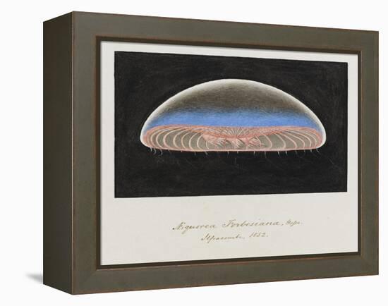 Aequorea Forbesiana: Jellyfish, 1852-Philip Henry Gosse-Framed Premier Image Canvas