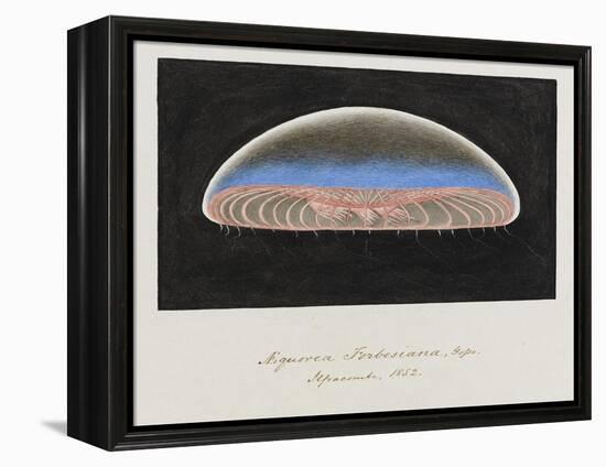 Aequorea Forbesiana: Jellyfish, 1852-Philip Henry Gosse-Framed Premier Image Canvas