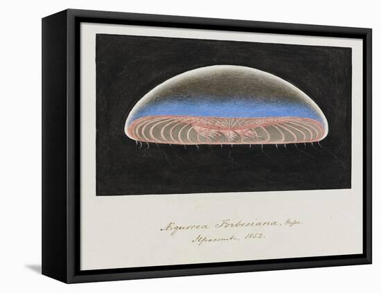 Aequorea Forbesiana: Jellyfish, 1852-Philip Henry Gosse-Framed Premier Image Canvas