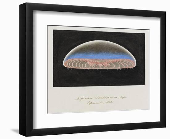Aequorea Forbesiana: Jellyfish, 1852-Philip Henry Gosse-Framed Giclee Print