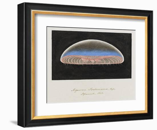 Aequorea Forbesiana: Jellyfish, 1852-Philip Henry Gosse-Framed Giclee Print