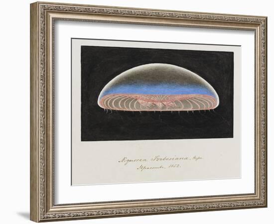 Aequorea Forbesiana: Jellyfish, 1852-Philip Henry Gosse-Framed Giclee Print