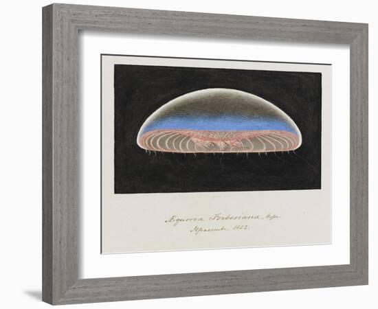 Aequorea Forbesiana: Jellyfish, 1852-Philip Henry Gosse-Framed Giclee Print