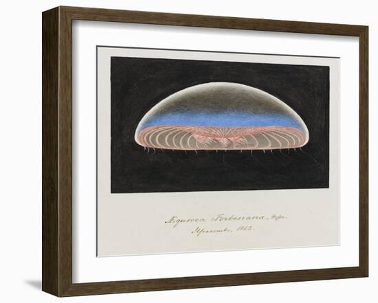 Aequorea Forbesiana: Jellyfish, 1852-Philip Henry Gosse-Framed Giclee Print