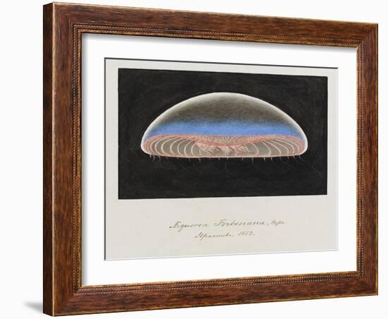 Aequorea Forbesiana: Jellyfish, 1852-Philip Henry Gosse-Framed Giclee Print