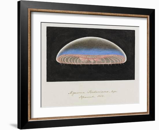 Aequorea Forbesiana: Jellyfish, 1852-Philip Henry Gosse-Framed Giclee Print