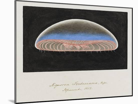 Aequorea Forbesiana: Jellyfish, 1852-Philip Henry Gosse-Mounted Giclee Print