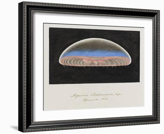 Aequorea Forbesiana: Jellyfish, 1852-Philip Henry Gosse-Framed Giclee Print