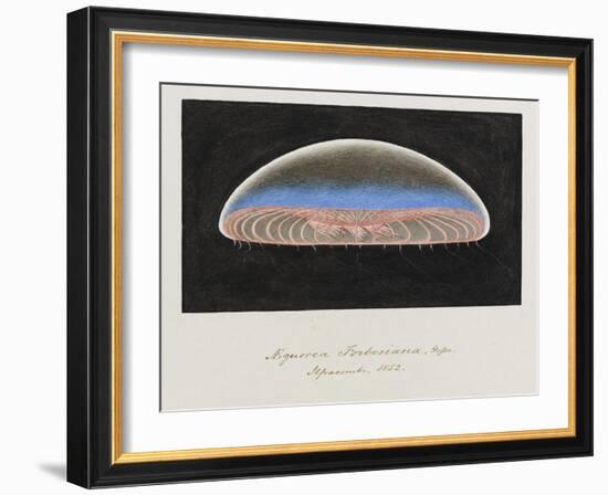 Aequorea Forbesiana: Jellyfish, 1852-Philip Henry Gosse-Framed Giclee Print