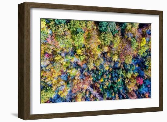 Aerial Fall Trees-Jason Veilleux-Framed Art Print