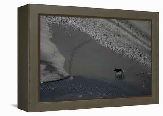 Aerial of a European Elk - Moose (Alces Alces) Crossing Sand Spit in the Rapadalen Valley, Sweden-Cairns-Framed Premier Image Canvas