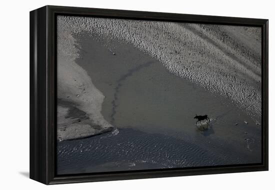 Aerial of a European Elk - Moose (Alces Alces) Crossing Sand Spit in the Rapadalen Valley, Sweden-Cairns-Framed Premier Image Canvas