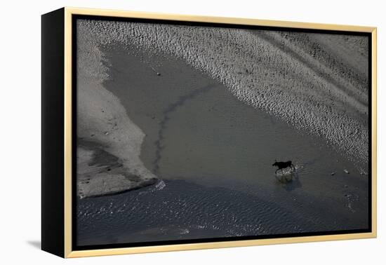 Aerial of a European Elk - Moose (Alces Alces) Crossing Sand Spit in the Rapadalen Valley, Sweden-Cairns-Framed Premier Image Canvas