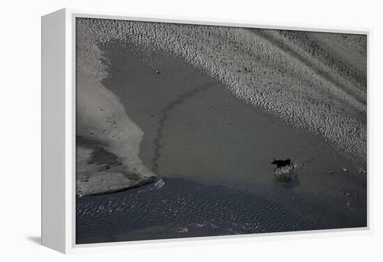 Aerial of a European Elk - Moose (Alces Alces) Crossing Sand Spit in the Rapadalen Valley, Sweden-Cairns-Framed Premier Image Canvas