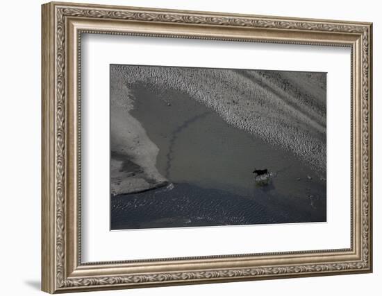 Aerial of a European Elk - Moose (Alces Alces) Crossing Sand Spit in the Rapadalen Valley, Sweden-Cairns-Framed Photographic Print