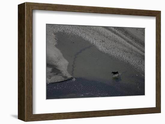 Aerial of a European Elk - Moose (Alces Alces) Crossing Sand Spit in the Rapadalen Valley, Sweden-Cairns-Framed Photographic Print