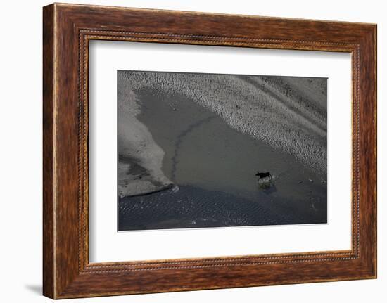 Aerial of a European Elk - Moose (Alces Alces) Crossing Sand Spit in the Rapadalen Valley, Sweden-Cairns-Framed Photographic Print