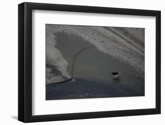 Aerial of a European Elk - Moose (Alces Alces) Crossing Sand Spit in the Rapadalen Valley, Sweden-Cairns-Framed Photographic Print