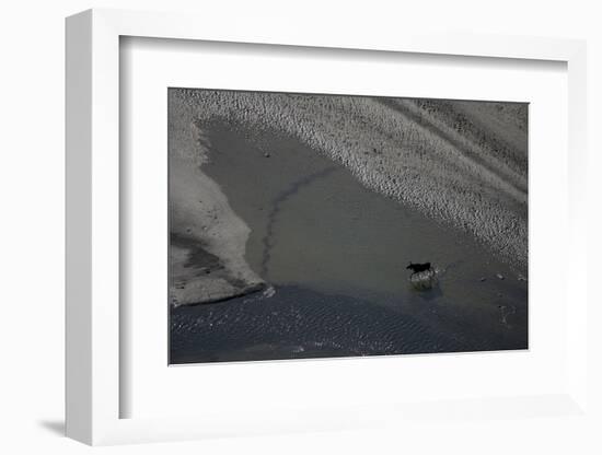 Aerial of a European Elk - Moose (Alces Alces) Crossing Sand Spit in the Rapadalen Valley, Sweden-Cairns-Framed Photographic Print