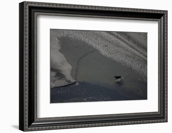 Aerial of a European Elk - Moose (Alces Alces) Crossing Sand Spit in the Rapadalen Valley, Sweden-Cairns-Framed Photographic Print