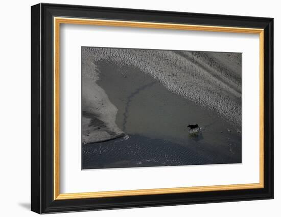 Aerial of a European Elk - Moose (Alces Alces) Crossing Sand Spit in the Rapadalen Valley, Sweden-Cairns-Framed Photographic Print