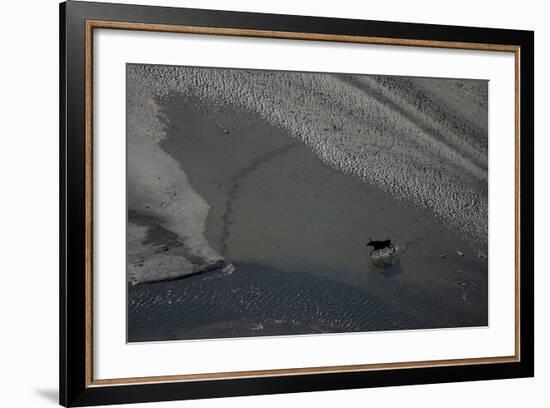 Aerial of a European Elk - Moose (Alces Alces) Crossing Sand Spit in the Rapadalen Valley, Sweden-Cairns-Framed Photographic Print