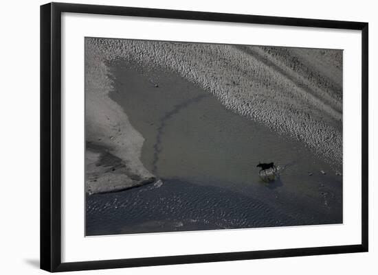 Aerial of a European Elk - Moose (Alces Alces) Crossing Sand Spit in the Rapadalen Valley, Sweden-Cairns-Framed Photographic Print