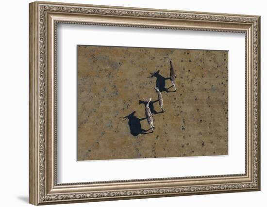 Aerial of caribou, Togiak National Wildlife Refuge, Alaska, USA-Art Wolfe-Framed Photographic Print