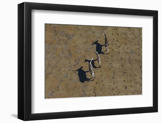 Aerial of caribou, Togiak National Wildlife Refuge, Alaska, USA-Art Wolfe-Framed Photographic Print