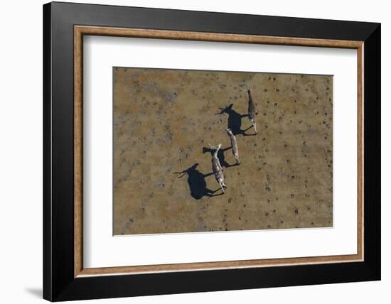 Aerial of caribou, Togiak National Wildlife Refuge, Alaska, USA-Art Wolfe-Framed Photographic Print