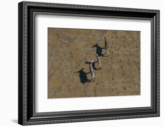 Aerial of caribou, Togiak National Wildlife Refuge, Alaska, USA-Art Wolfe-Framed Photographic Print