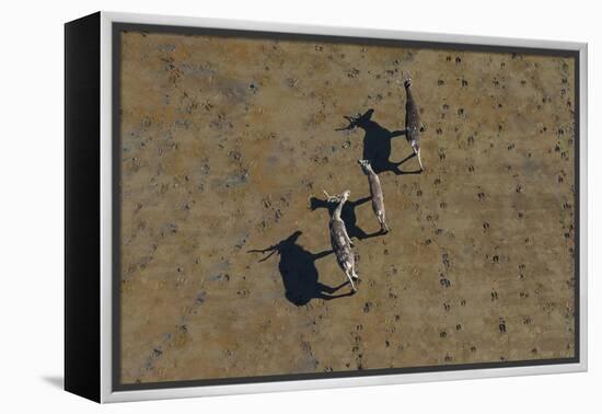 Aerial of caribou, Togiak National Wildlife Refuge, Alaska, USA-Art Wolfe-Framed Premier Image Canvas