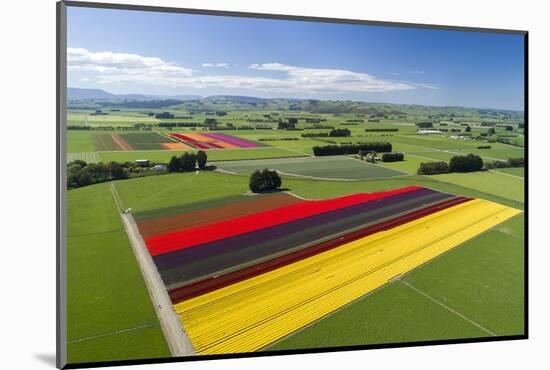 Aerial of colorful tulip fields, Edendale, Southland, South Island, New Zealand.-David Wall-Mounted Photographic Print