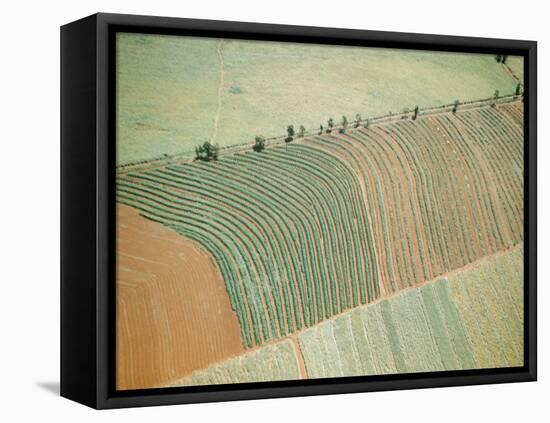 Aerial of Cultivated Farmland in Brazil-Dmitri Kessel-Framed Premier Image Canvas