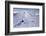 Aerial of deep snow in the Coast Mountains, near Squamish and Whistler, British Columbia, Canada-Kristin Piljay-Framed Photographic Print