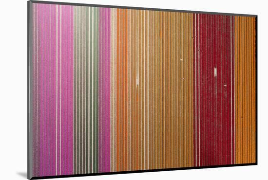 Aerial of workers in colorful tulip fields, Edendale, Southland, South Island, New Zealand.-David Wall-Mounted Photographic Print